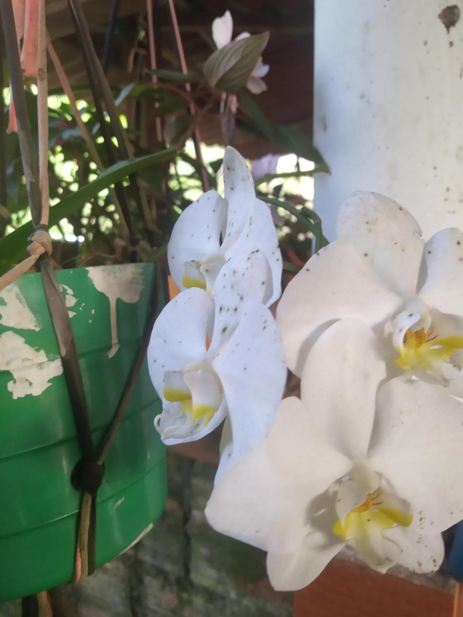 Eco Aldea Topacio Сасайма Экстерьер фото