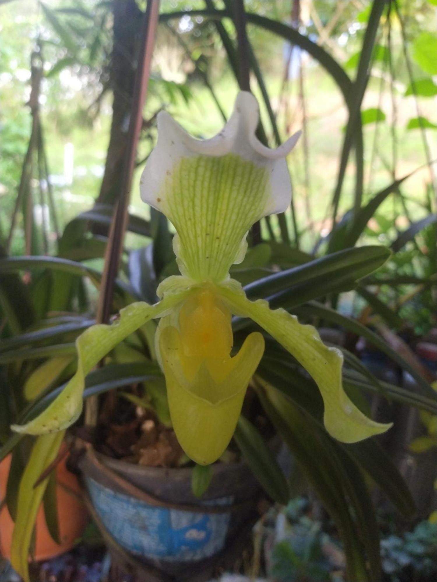 Eco Aldea Topacio Сасайма Экстерьер фото
